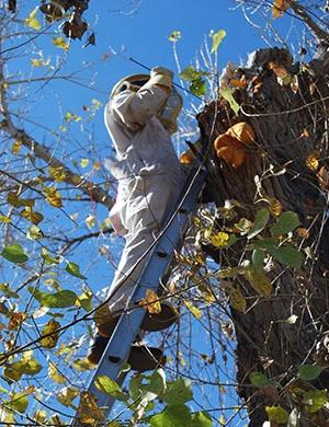 AAA Bee Removal employee removing a bee hive from tree