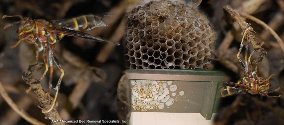 Closeup image of a wasp and wasp nest